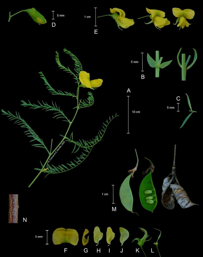 Littleleaf Greentwig photo 3