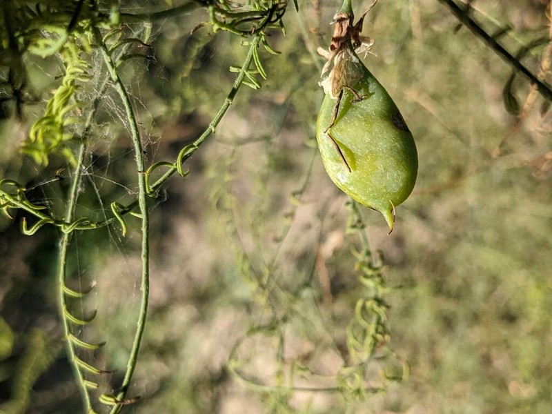 Littleleaf Greentwig photo 4