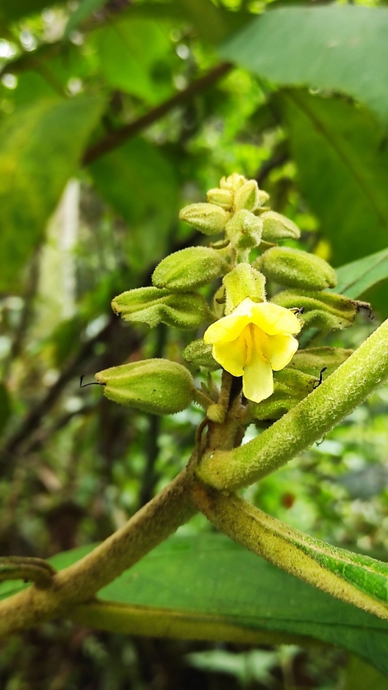 Brookea linduensis