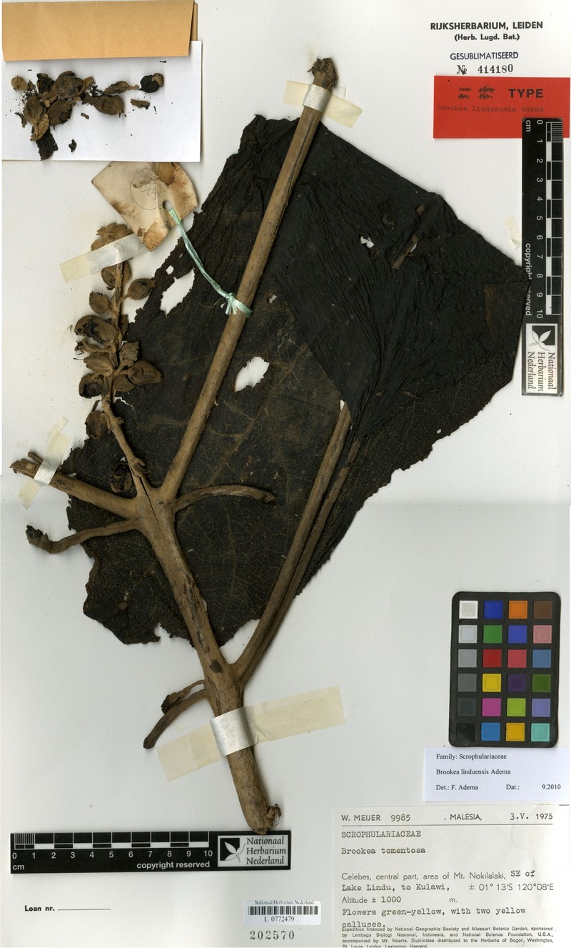 Brookea linduensis photo 2