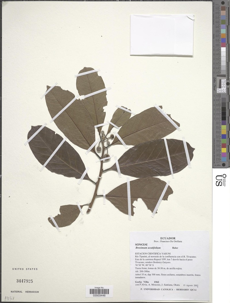 Brosimum acutifolium subsp. acutifolium