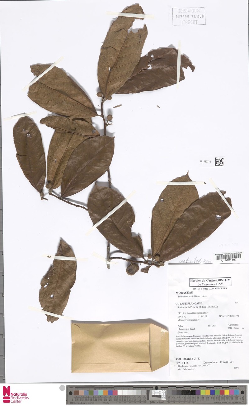 Brosimum acutifolium subsp. acutifolium photo 2