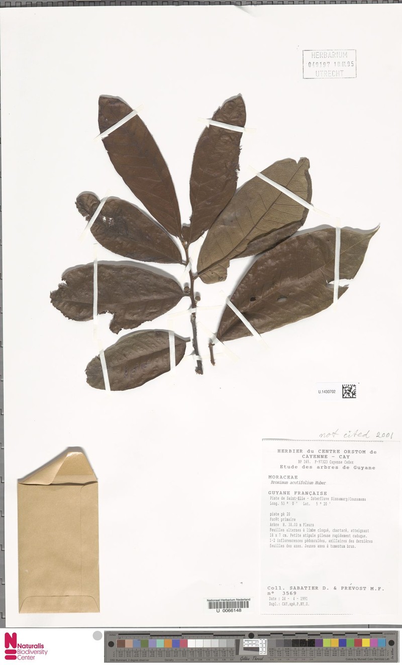 Brosimum acutifolium subsp. acutifolium photo 3