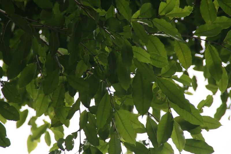 Breadnut photo 3