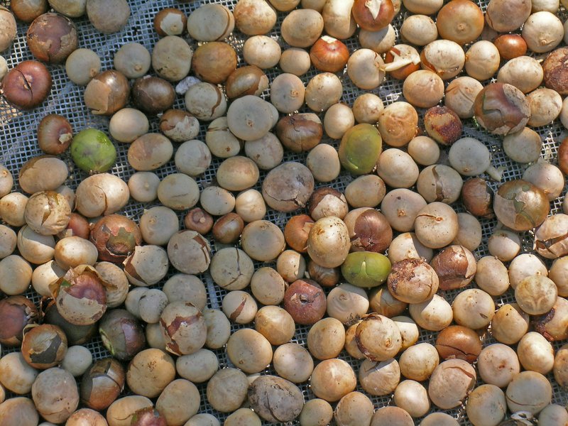 Breadnut photo 6