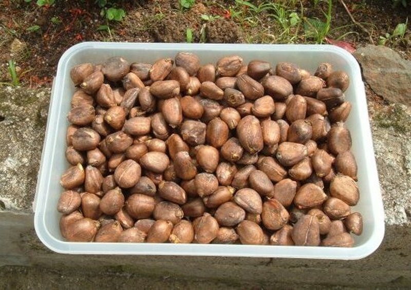 Breadnut photo 7