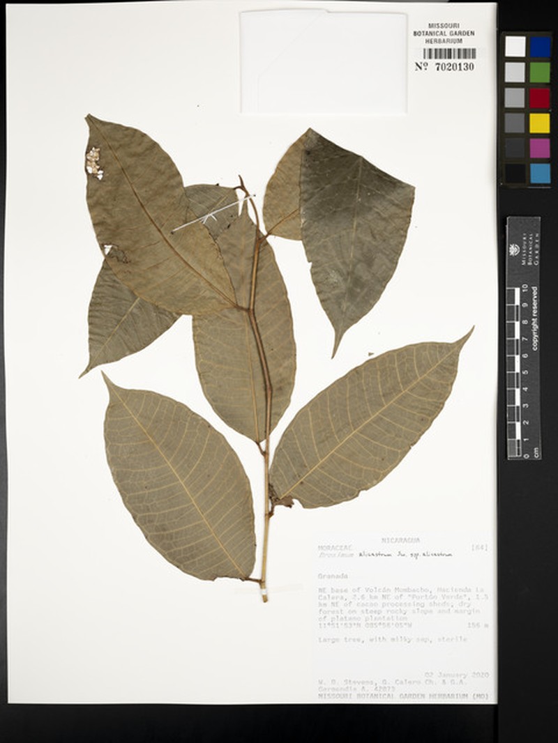 Brosimum alicastrum subsp. alicastrum