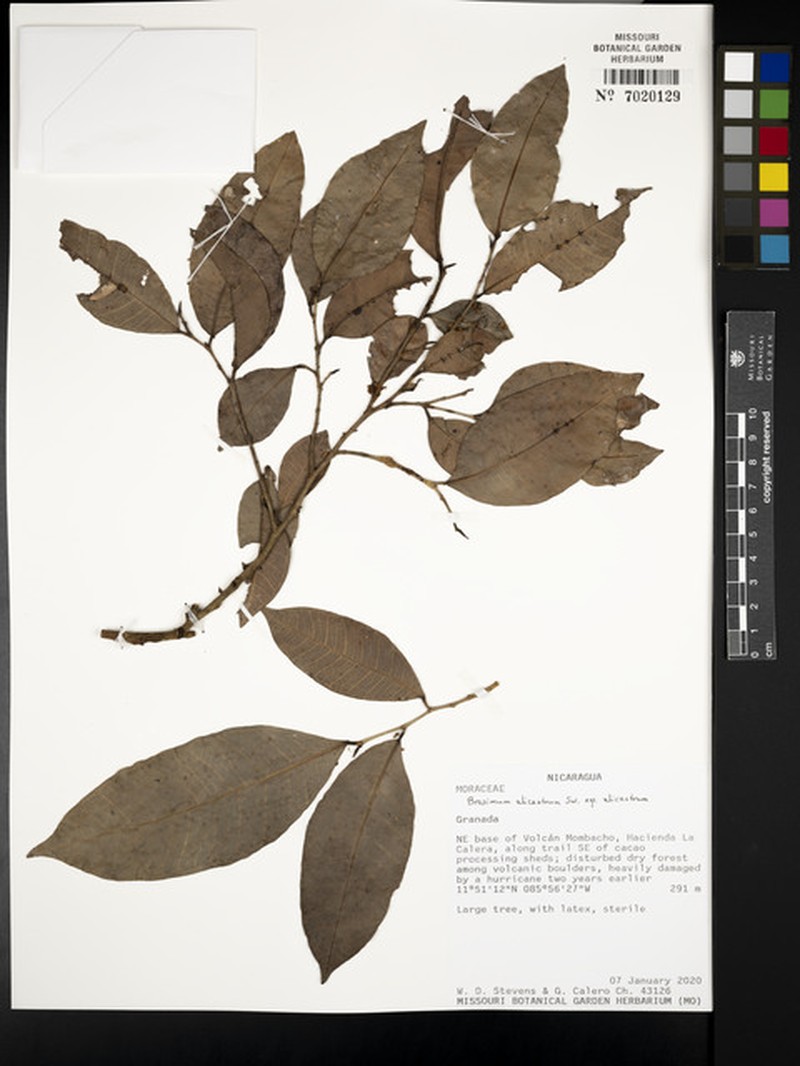 Brosimum alicastrum subsp. alicastrum photo 2