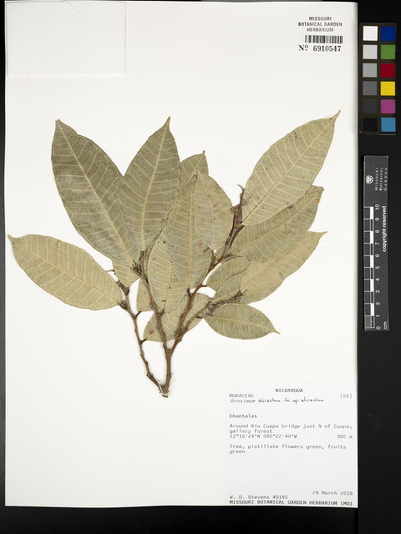 Brosimum alicastrum subsp. alicastrum photo 3