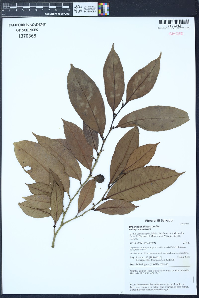 Brosimum alicastrum subsp. alicastrum photo 4