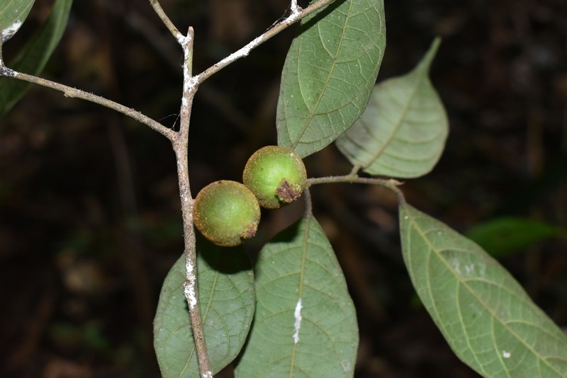 Brosimum amazonicum photo 2