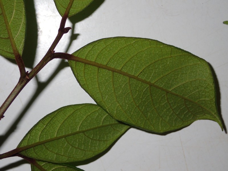 Brosimum amazonicum