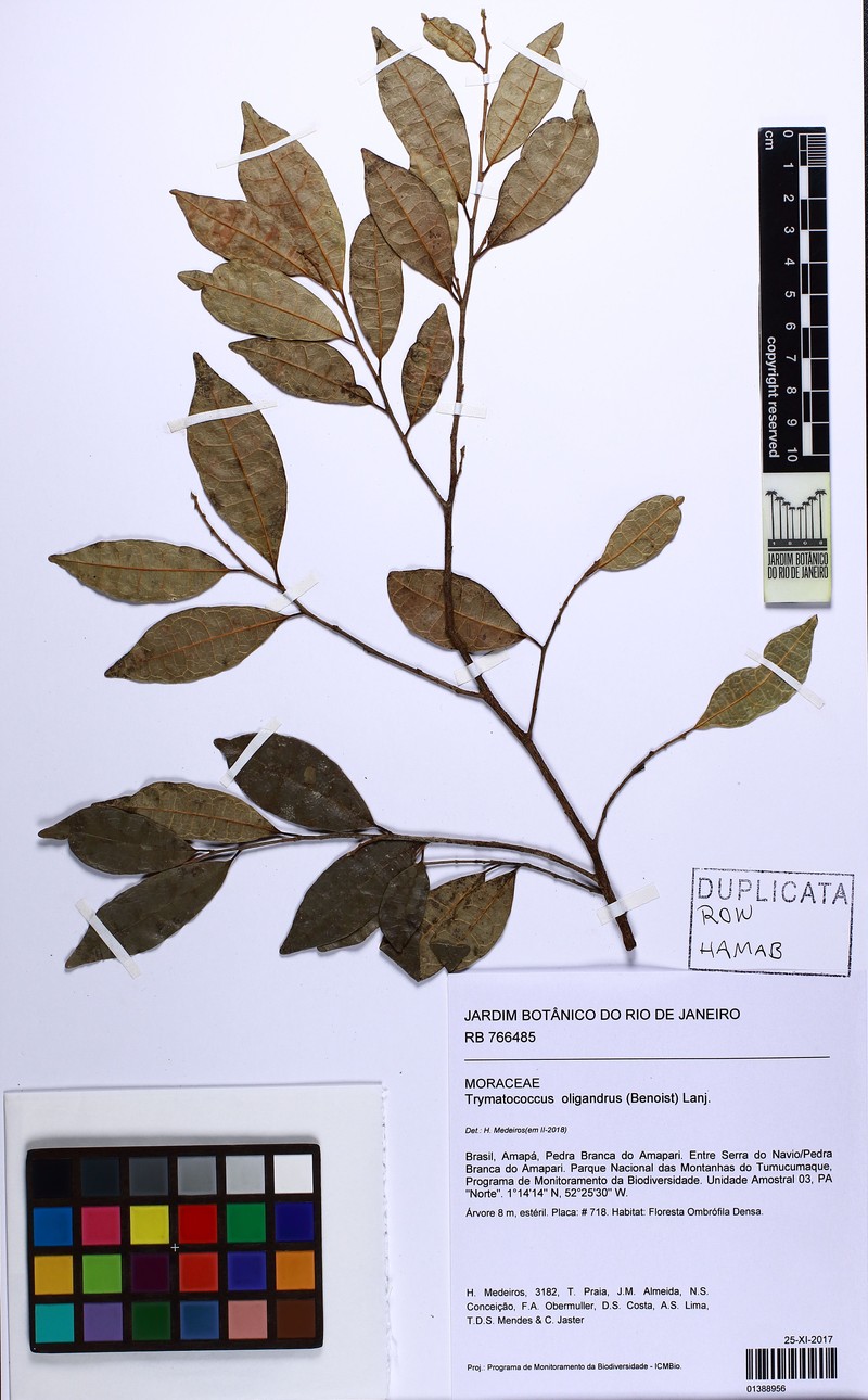 Brosimum oligandrum