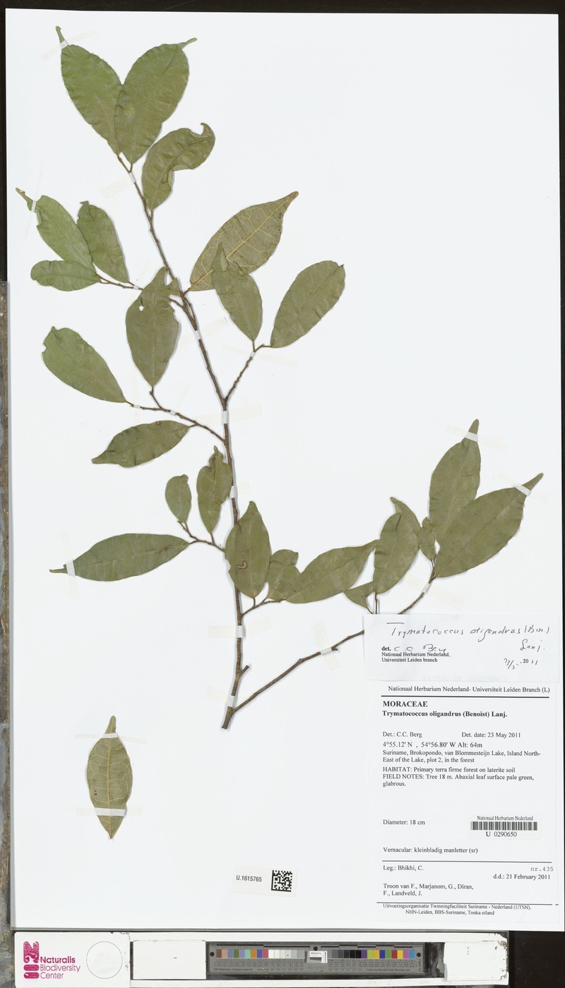 Brosimum oligandrum photo 2
