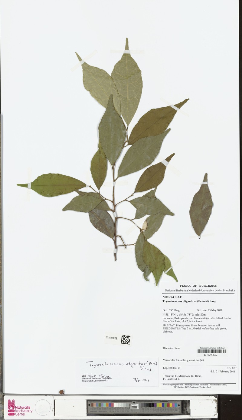Brosimum oligandrum photo 3