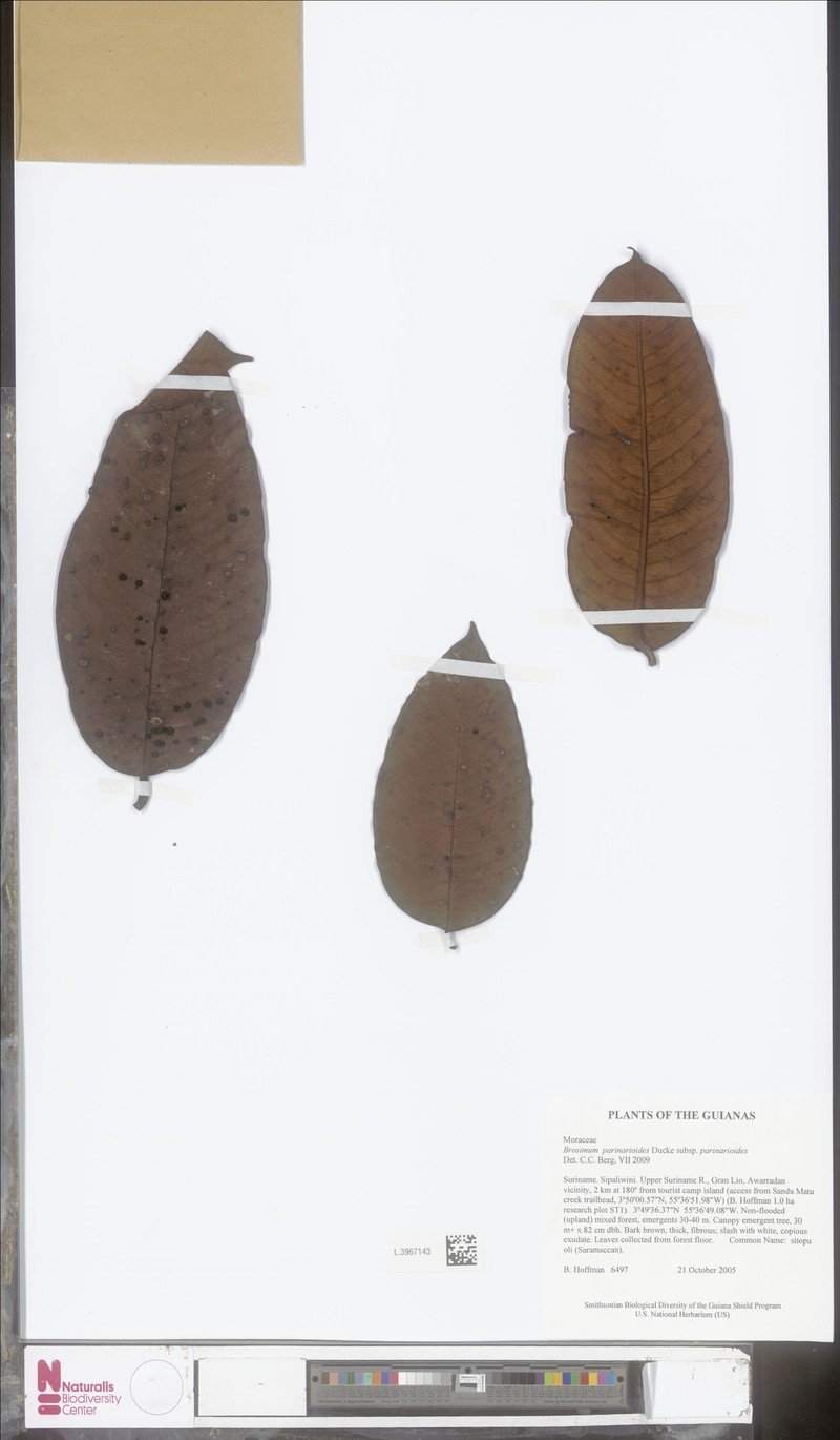 Brosimum parinarioides subsp. parinarioides