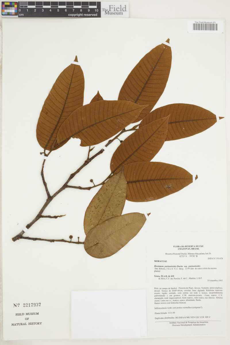 Brosimum parinarioides subsp. parinarioides photo 2