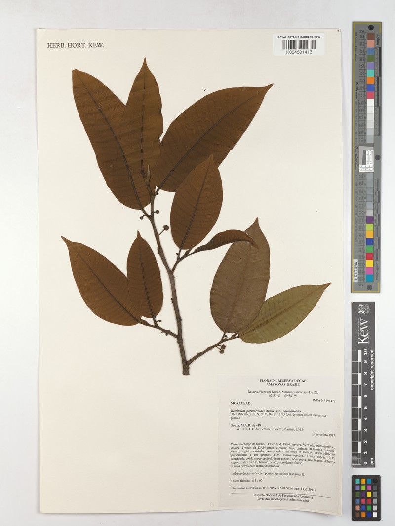 Brosimum parinarioides subsp. parinarioides photo 3