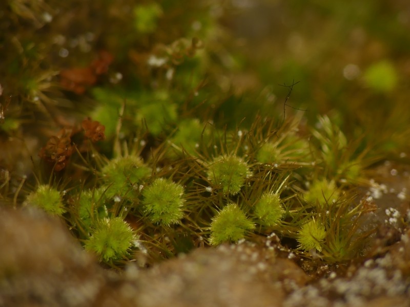 Brothera Moss photo 2