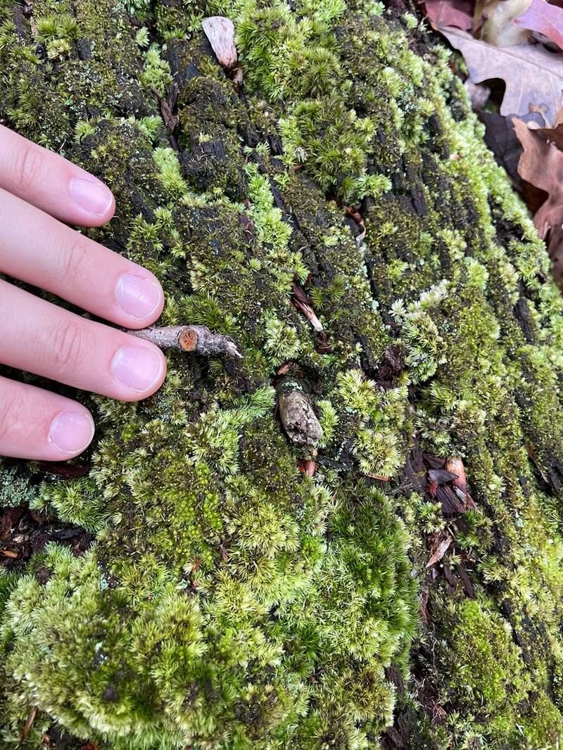 Brothera Moss photo 3