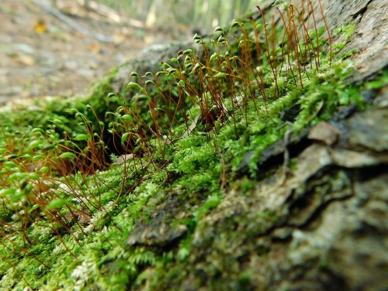 Recurved Brotherella Moss