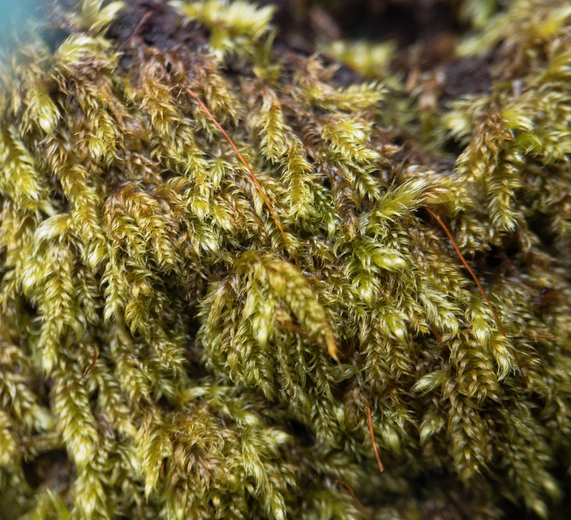 Recurved Brotherella Moss photo 2