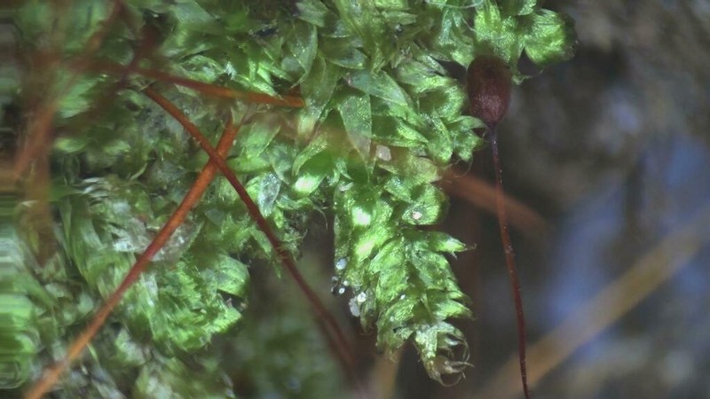 Recurved Brotherella Moss photo 3