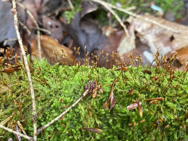 Recurved Brotherella Moss photo 4