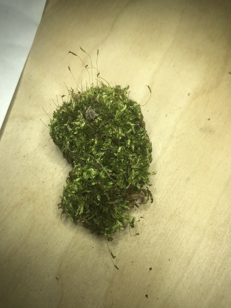 Recurved Brotherella Moss photo 5