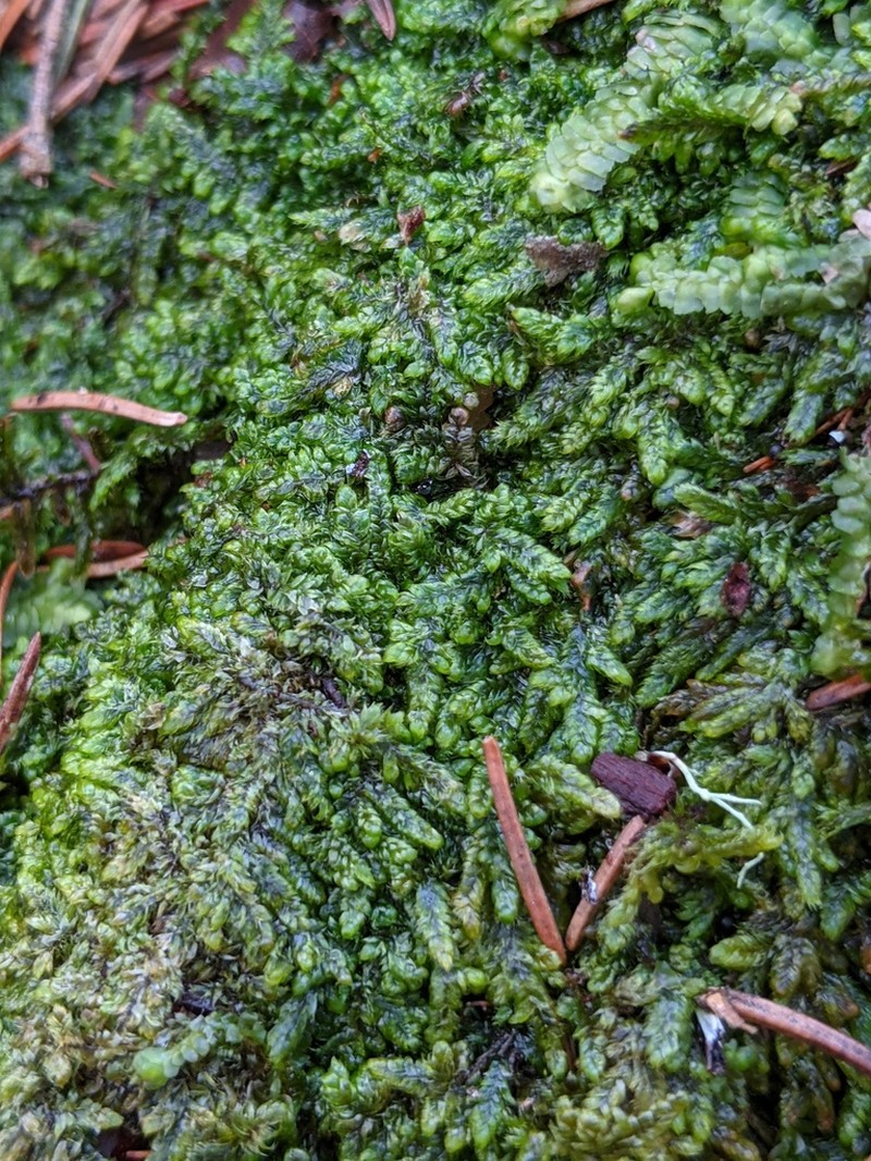 Recurved Brotherella Moss photo 6