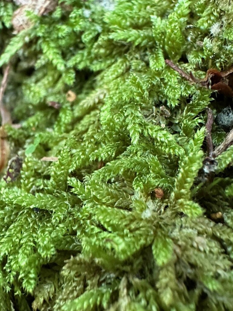 Recurved Brotherella Moss photo 7