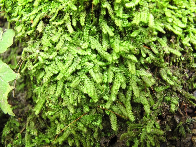 Recurved Brotherella Moss photo 8