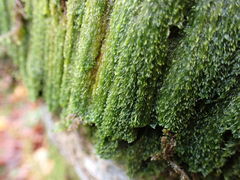 Roell's Brotherella Moss