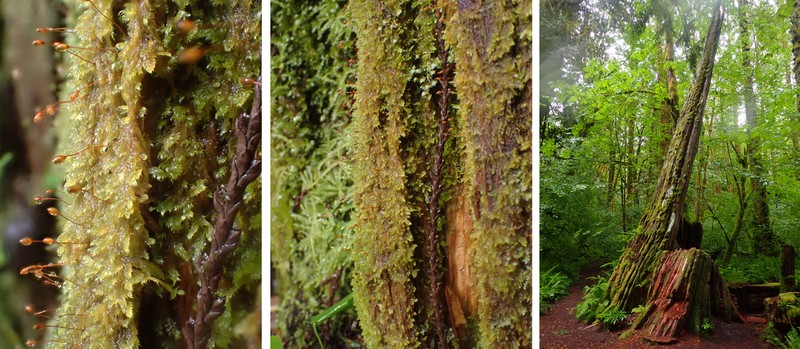 Roell's Brotherella Moss photo 2