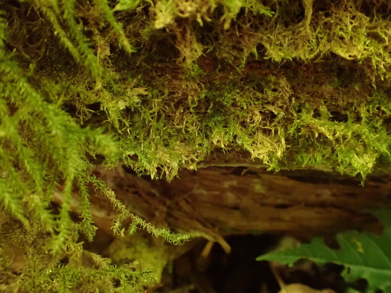 Roell's Brotherella Moss photo 3