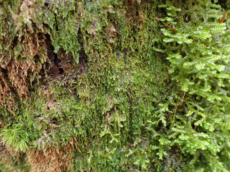Roell's Brotherella Moss photo 4