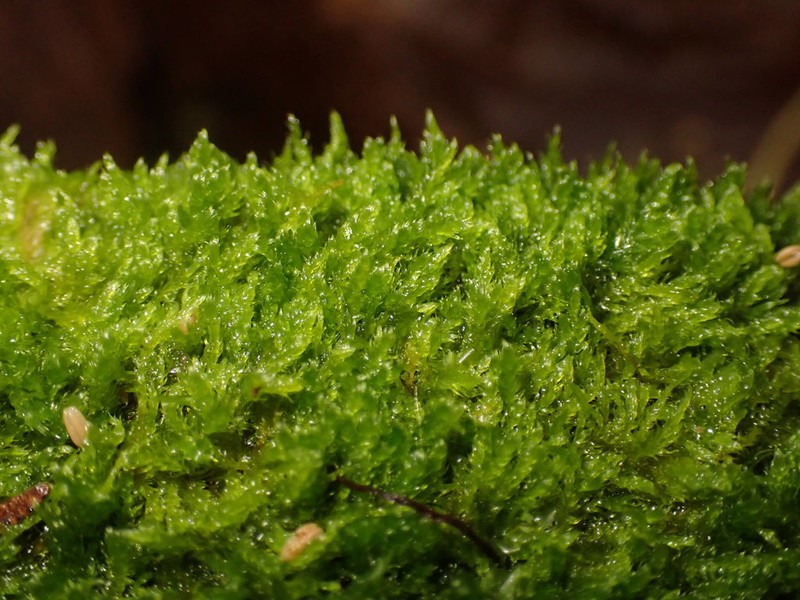 Roell's Brotherella Moss photo 5