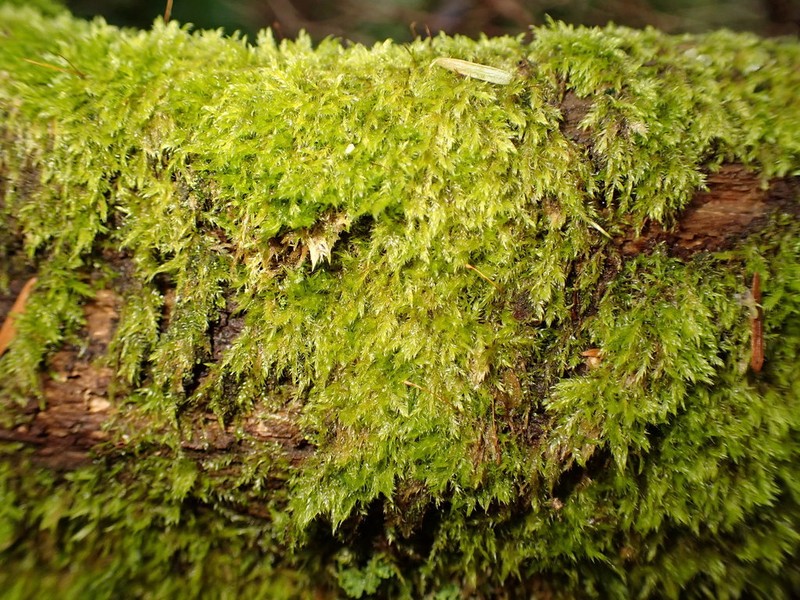 Roell's Brotherella Moss photo 6