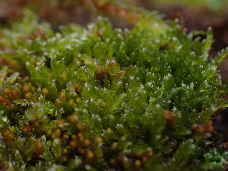 Roell's Brotherella Moss photo 7