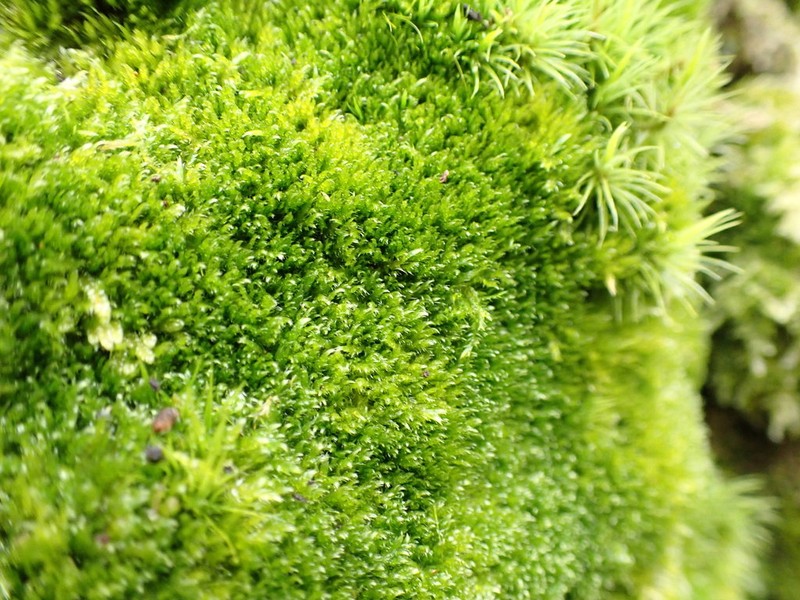 Roell's Brotherella Moss photo 8