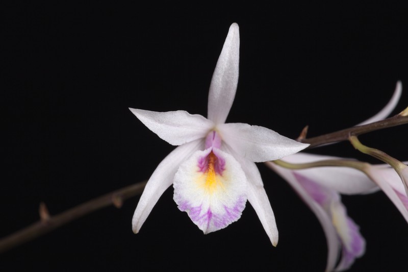 Broughtonia cubensis