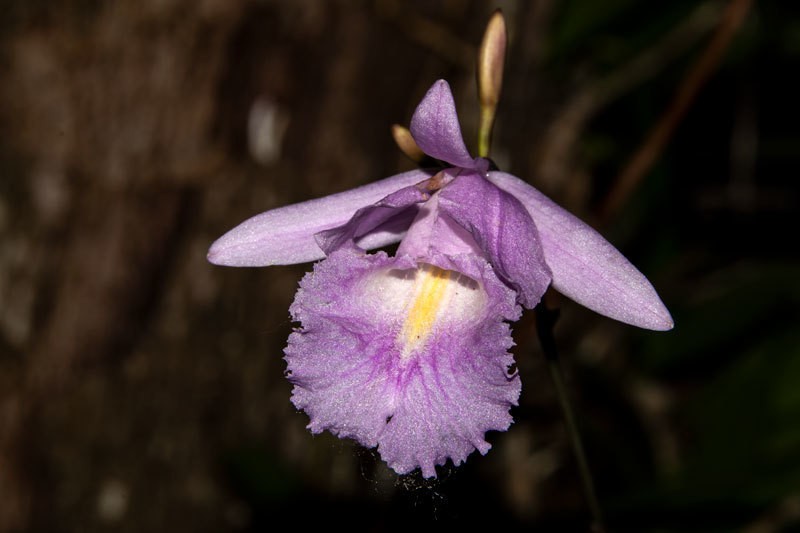 King Orchid