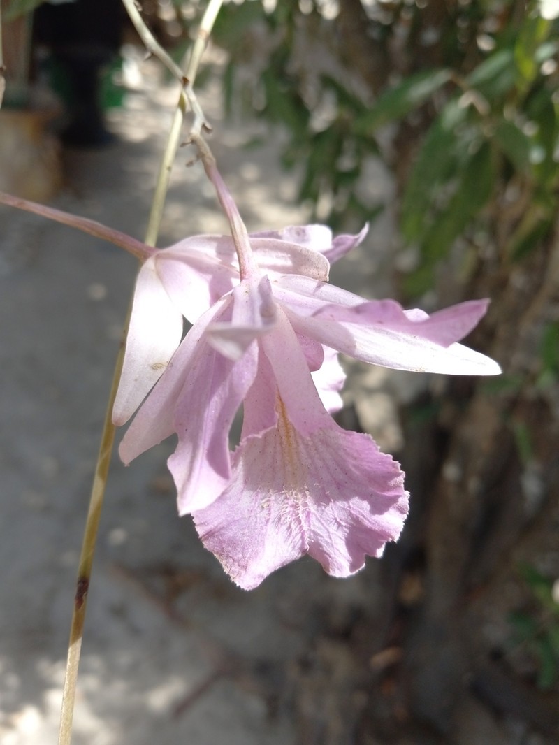 King Orchid photo 3