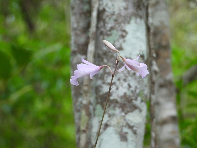 King Orchid photo 4