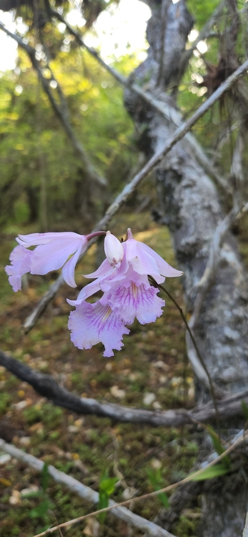 King Orchid photo 5