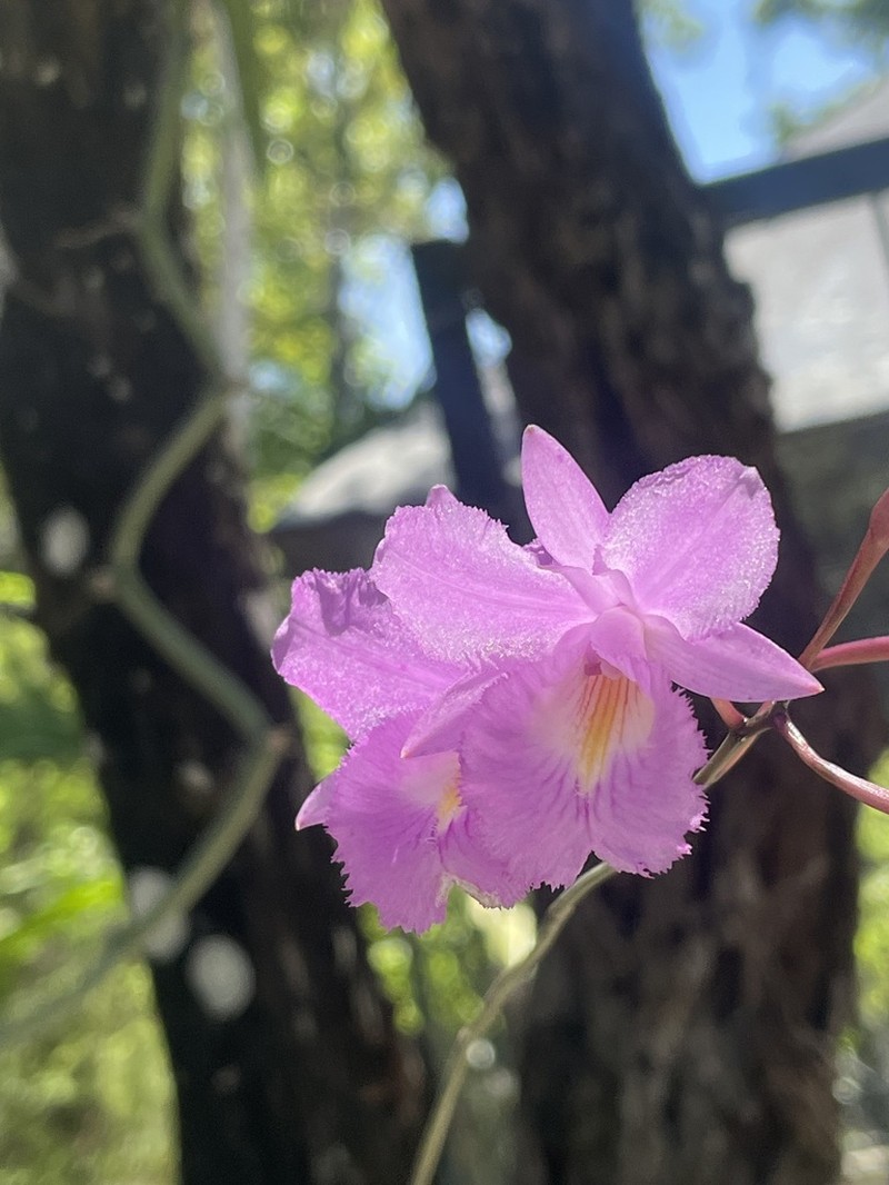 King Orchid photo 6