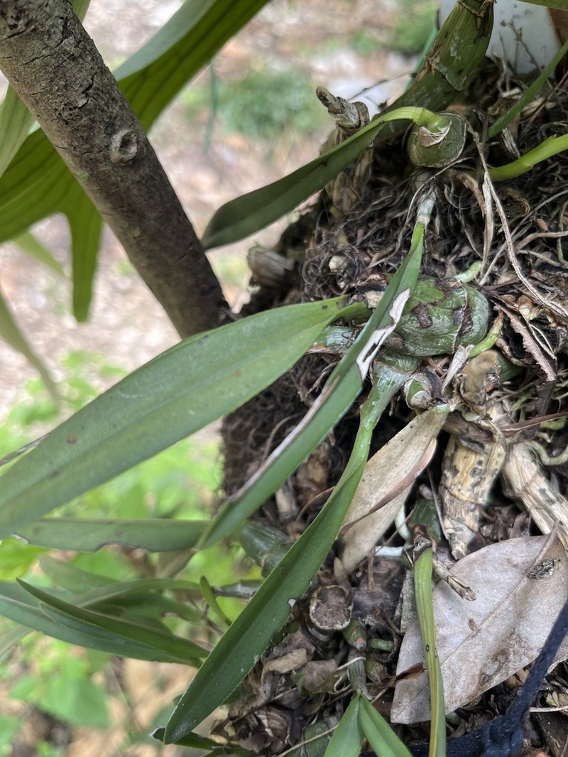 King Orchid photo 7