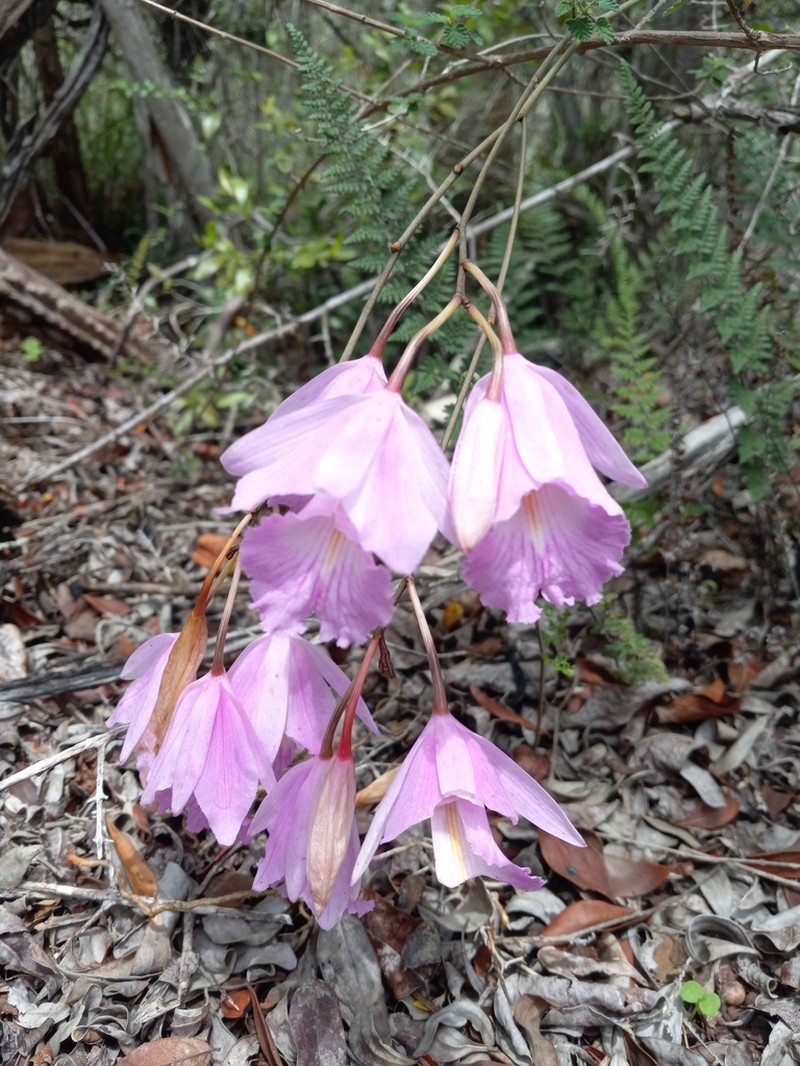 King Orchid photo 8
