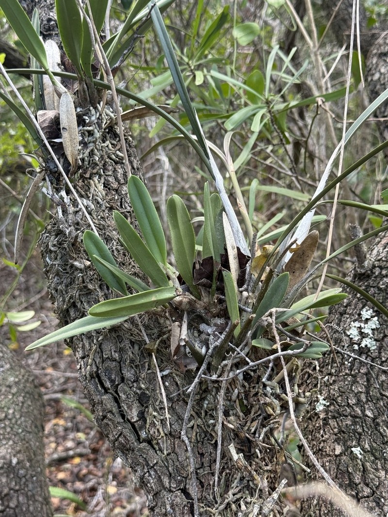 Broughtonia lindenii