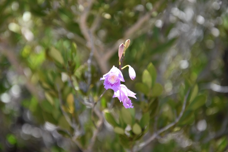 Broughtonia lindenii photo 2